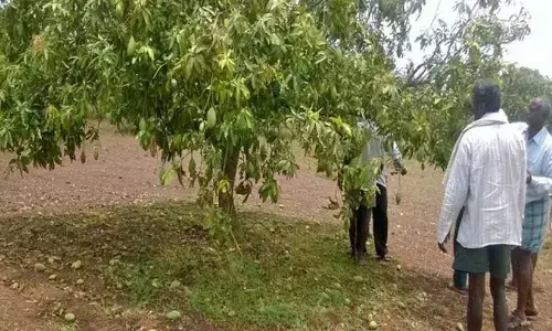 Rains, hailstorm cause heavy loss to mango, paddy crops