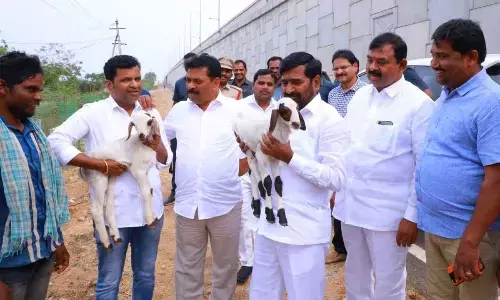 Sheep rearing makes for sound livelihood