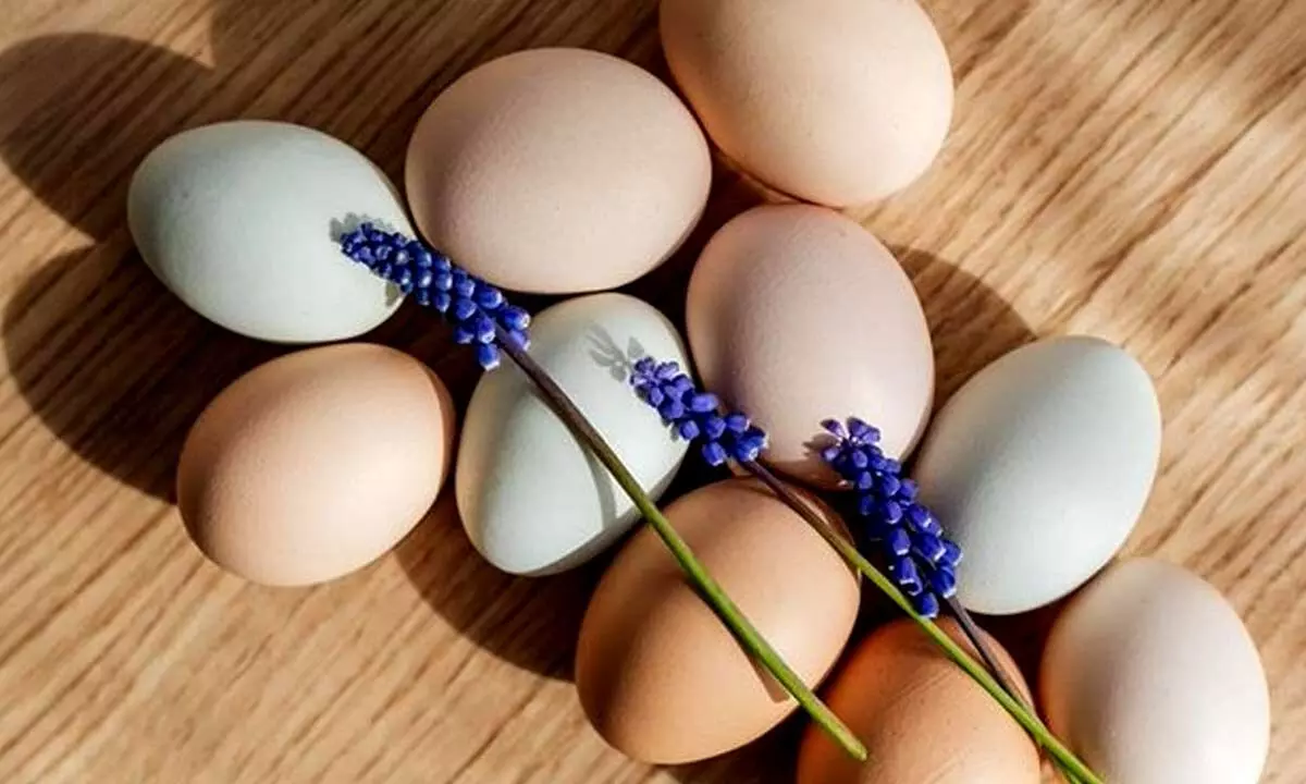 Japan egg prices surge amid record 16 million bird flu cullings