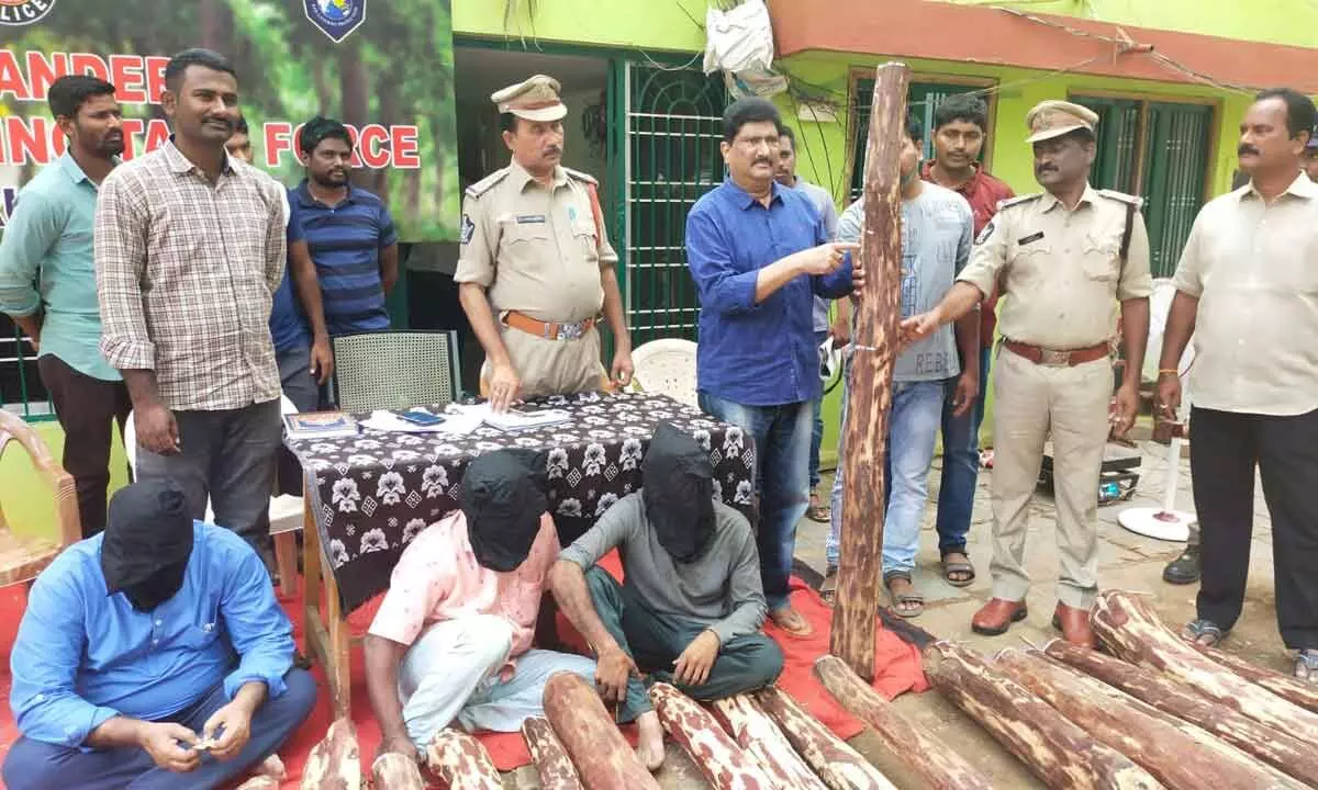 28 red sanders logs worth `75 lakh seized