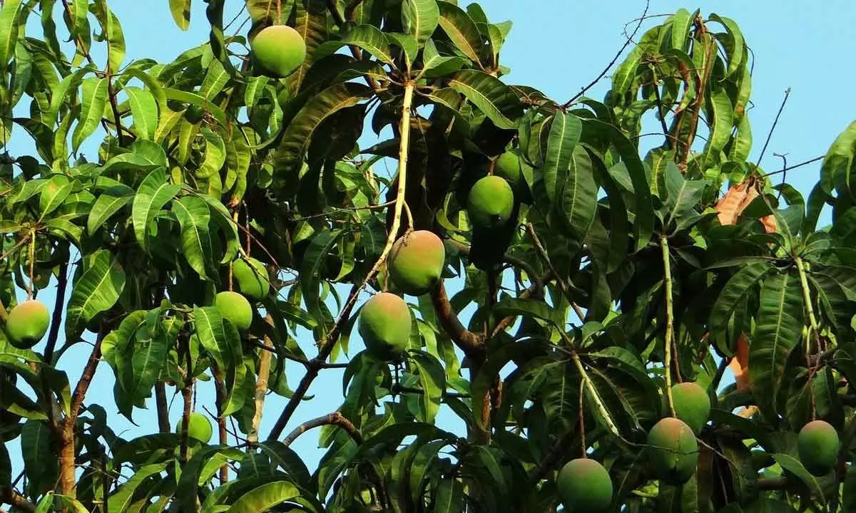 Unseasonal rain causes crop loss for mango farmers