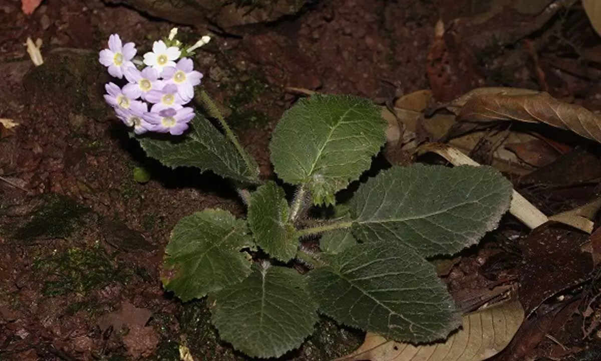 Two new plant species discovered