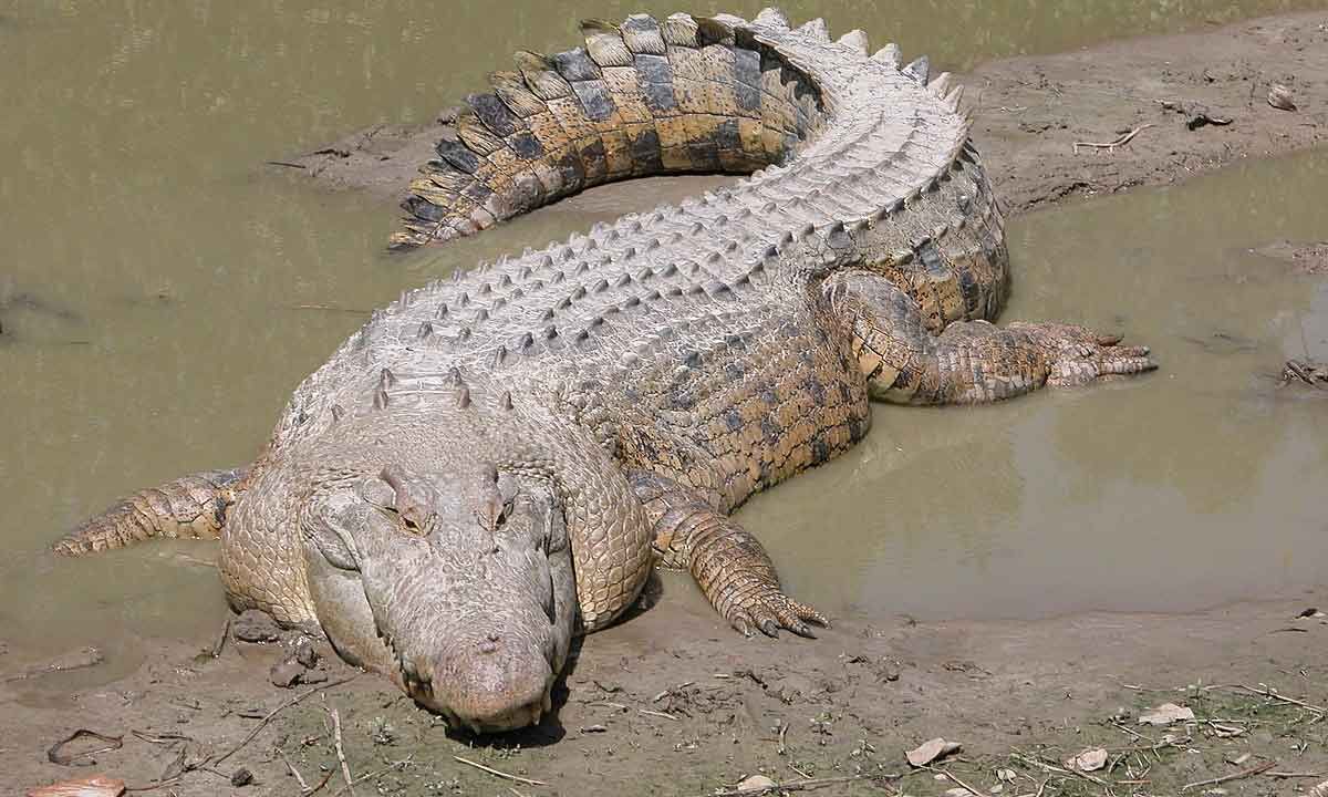 Telangana: Huge crocodile spotted in farm fields in Wanaparthy district