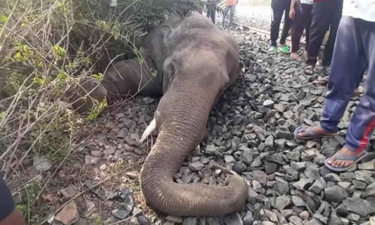 Electrocution, poaching, accidents: 270 elephants  lost in 3 yrs