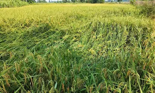 Heavy rains pound Palamuru, causing huge loss to farmers