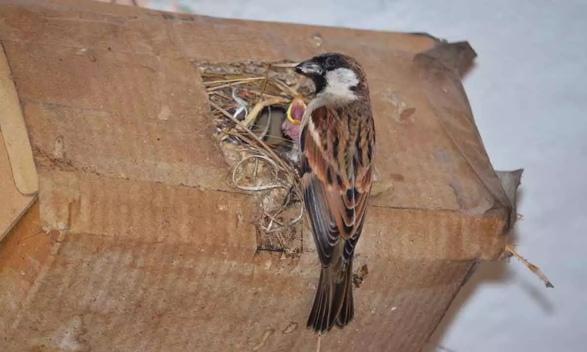 Conservation efforts offer hope for sparrows return