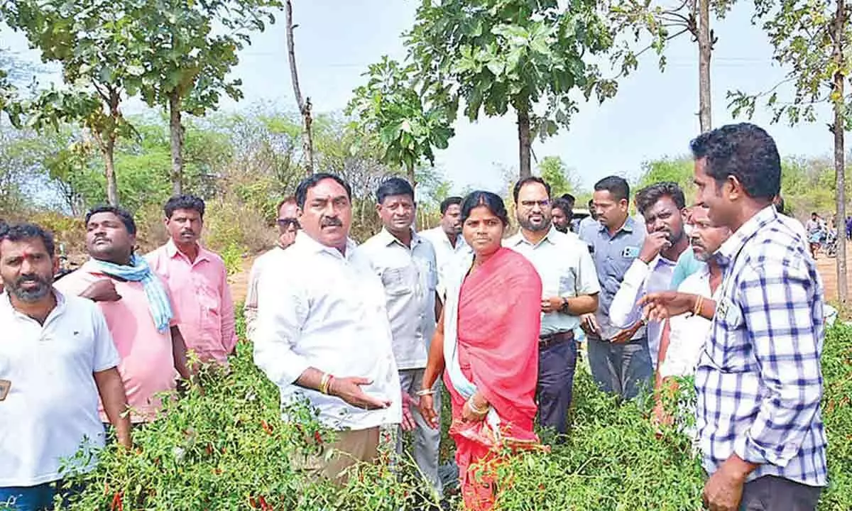 Minister for Panchayat Raj and Rural Development Errabelli Dayakar Rao inspecting damaged chilli crop at Bandameedi Thanda under Thorrur mandal in Mahabubabad district on Sunday