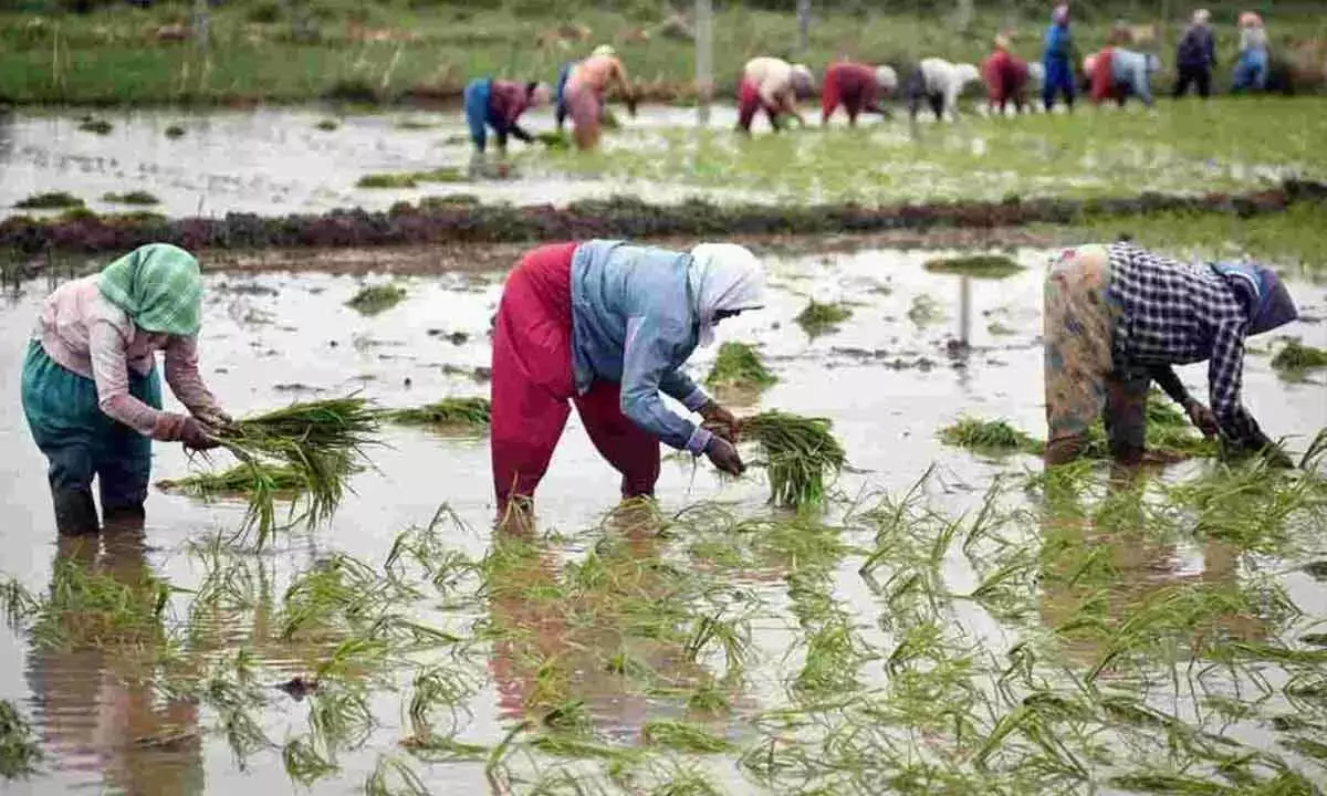 Telangana tops in paddy procurement for Yasangi season
