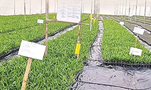 Government decides to take up palm oil cultivation in 20L acres in TS