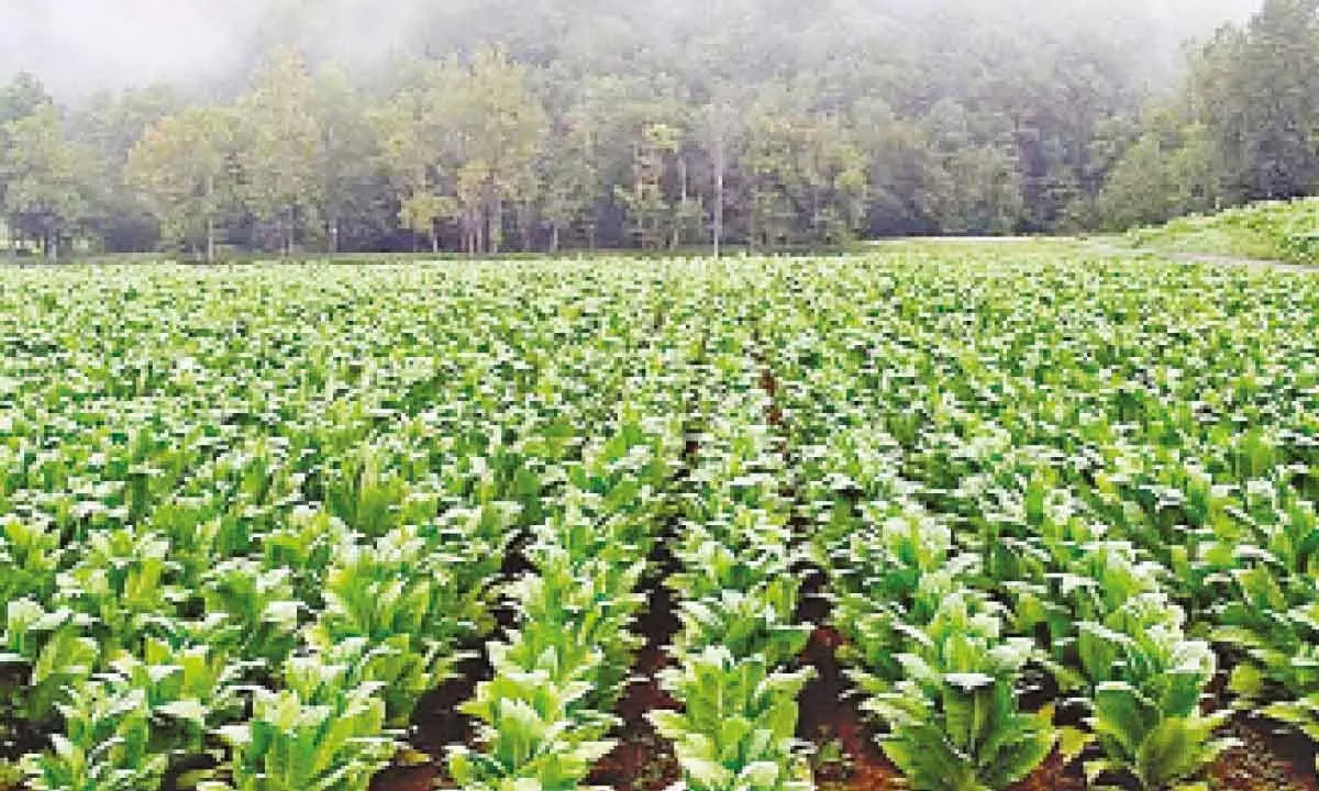 Increasing expenses worry tobacco farmers