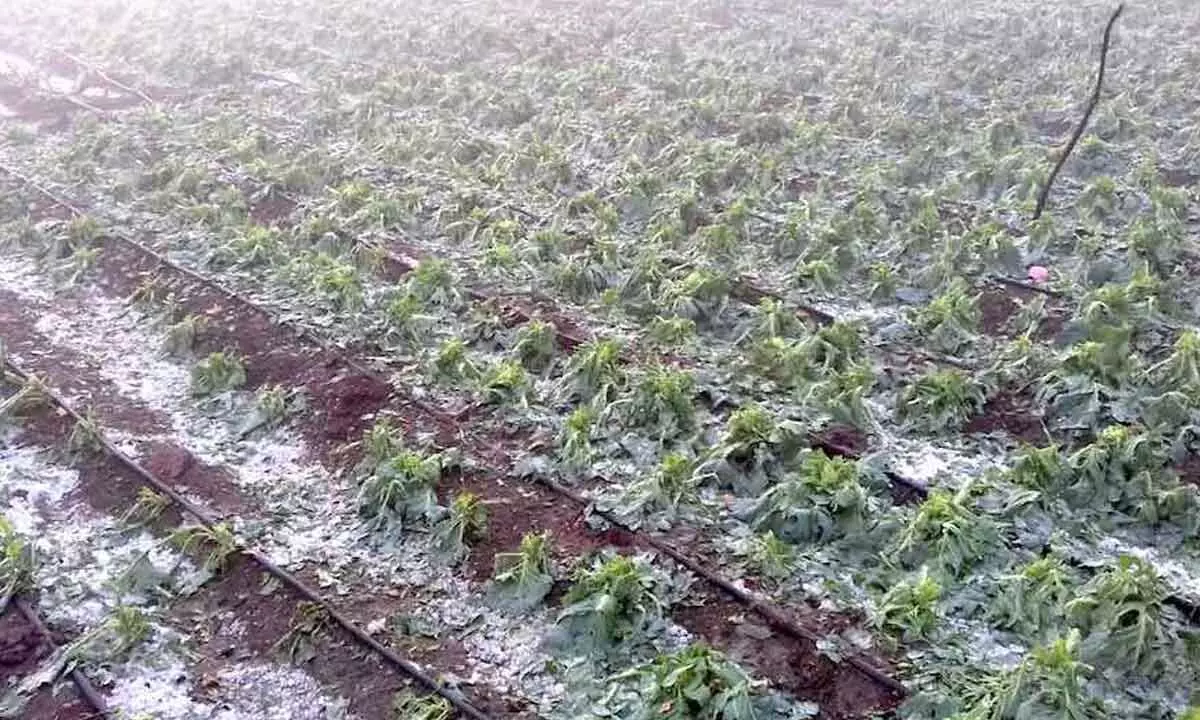 Farmers demand compensation for damage caused by hailstorm