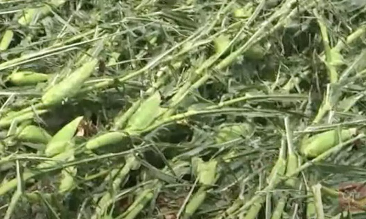 Damaged Maize plants due to rains in East Godavari district