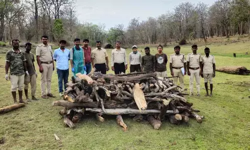 Tiger cub dies in attack in Nagarhole