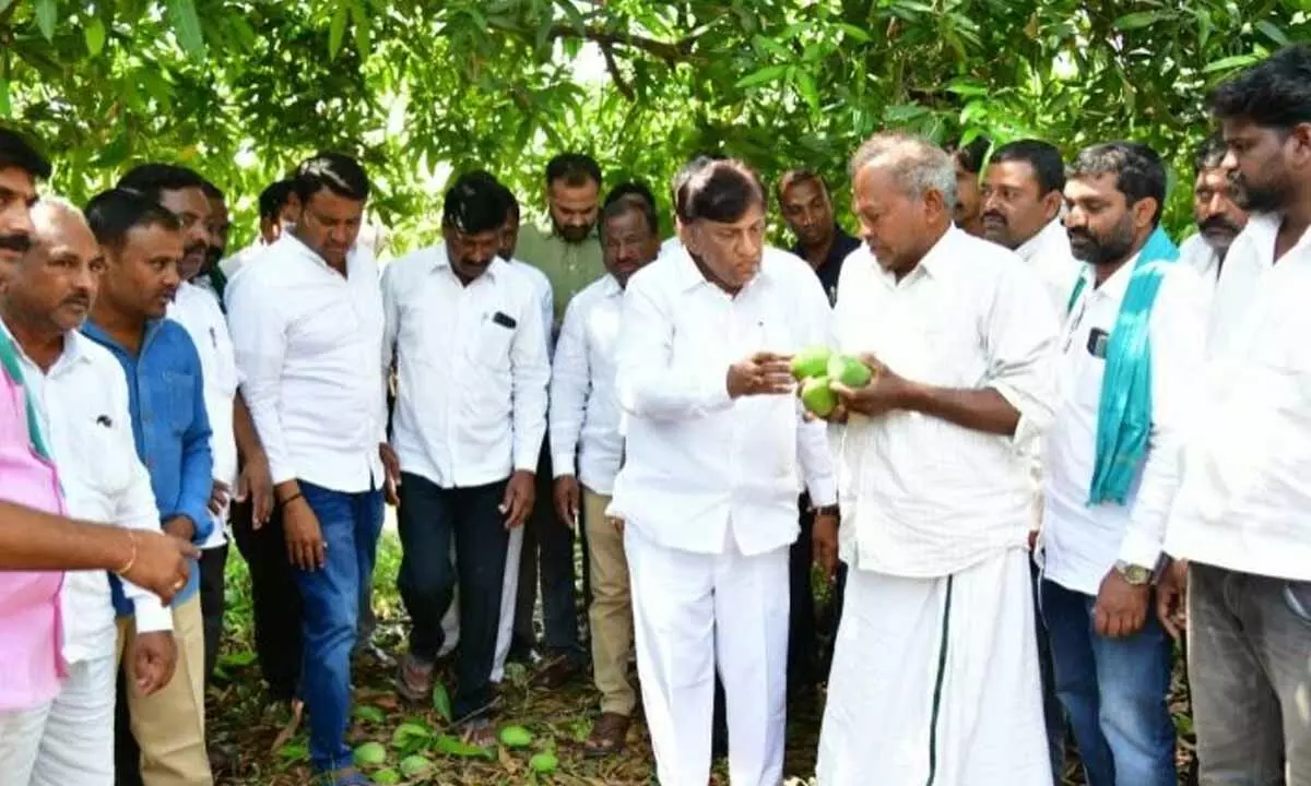 Planning Commission vice chairman Boinapally Vinod Kumar inspecting the maize crop damaged by hailstorms in Karimnagar district on Tuesday