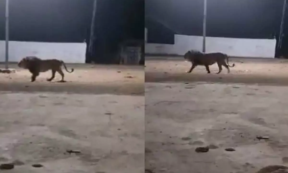 Street dogs chase away lion in Gujarat village