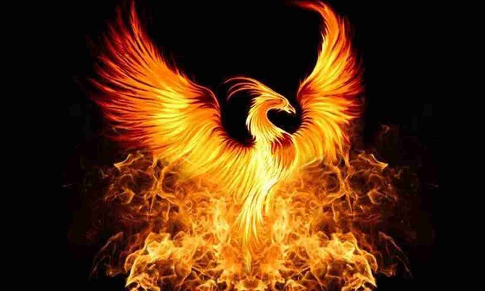 Story of Phoenix Bird: Reborn Stronger and Wiser