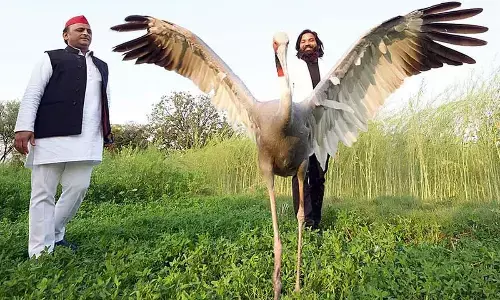 Man who rescued, cared for Sarus crane gets notice