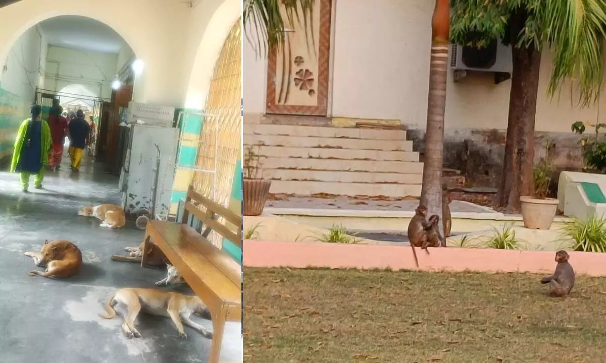 Number of dogs roam about in the main hospital of SCCL in Kothagudem