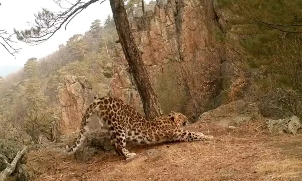Watch The Trending Video Of Leopard Doing Yoga
