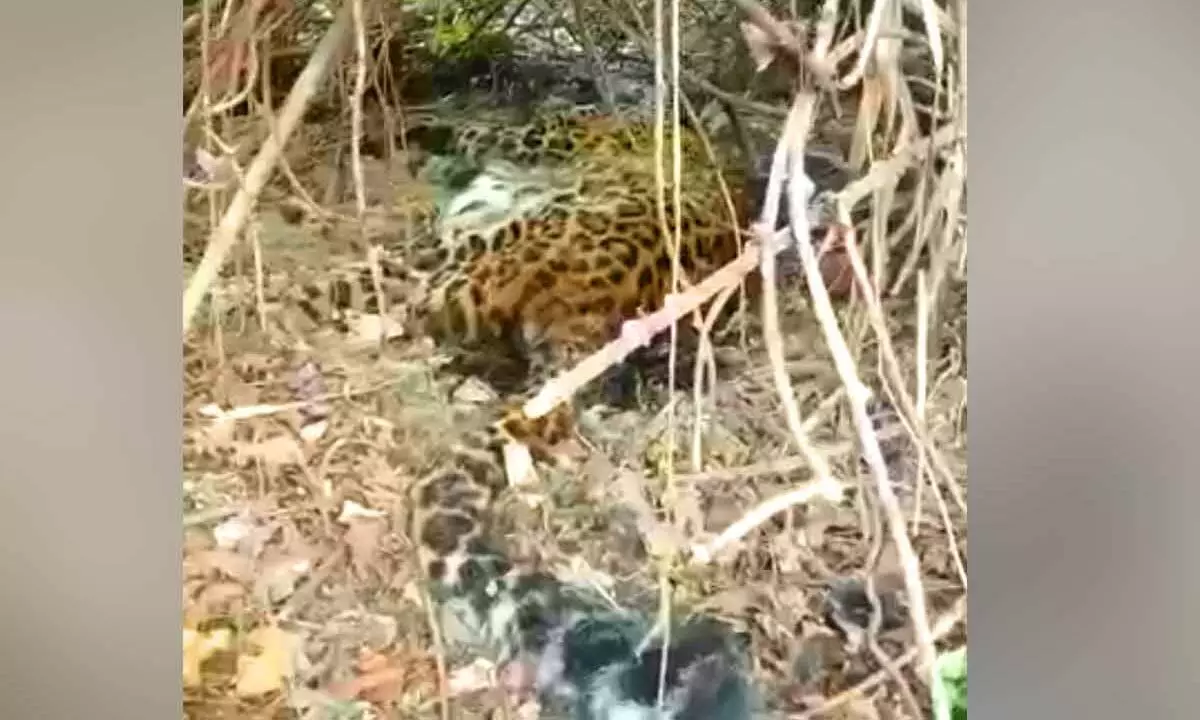 Leopard found dead in dumping yard in Nalgonda