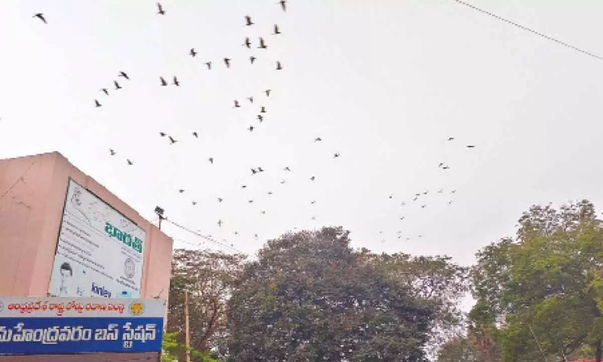 Rajamahendravaram: Bus stand turns habitat for birds