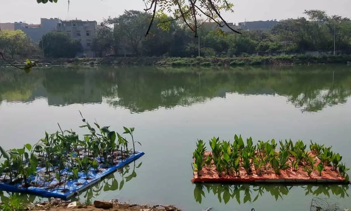 Floating wetlands set to give city lakes a fresh lease of life