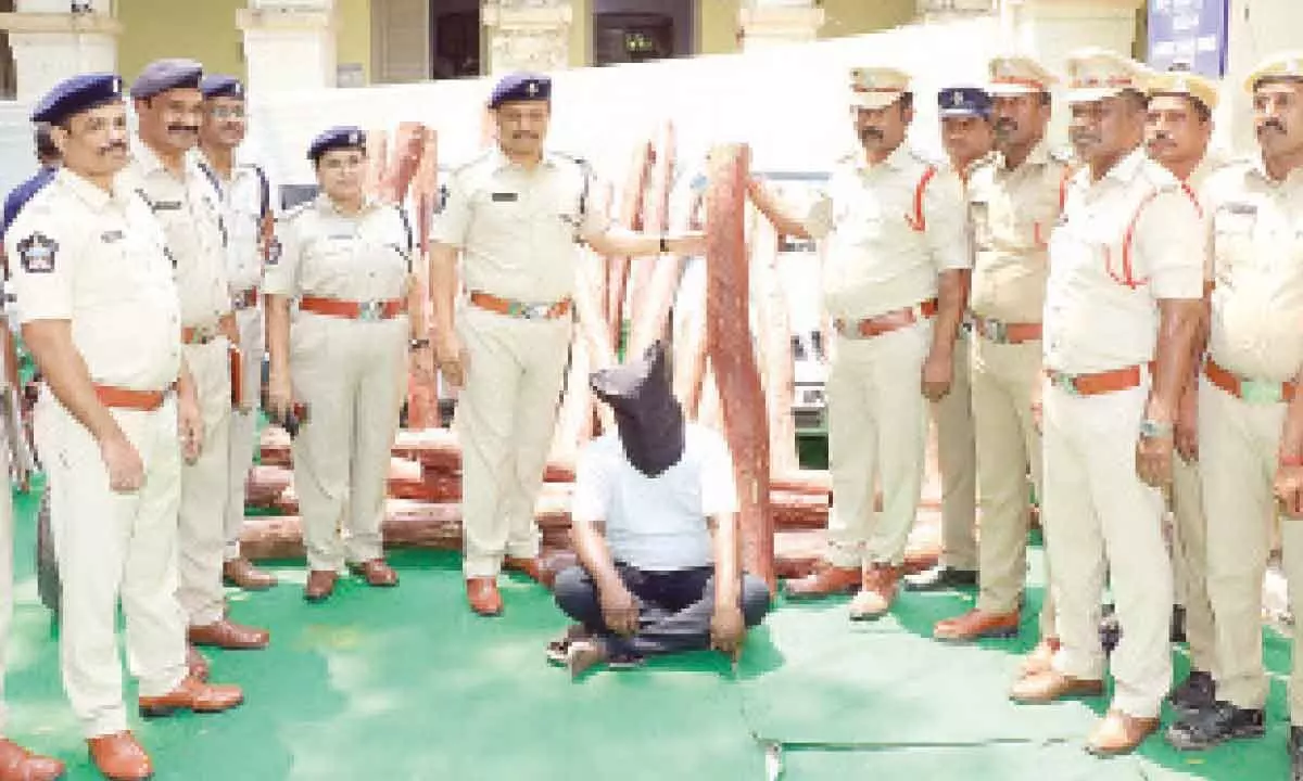 Tirupati: 31 red sanders logs worth 1 cr seized, 1 held