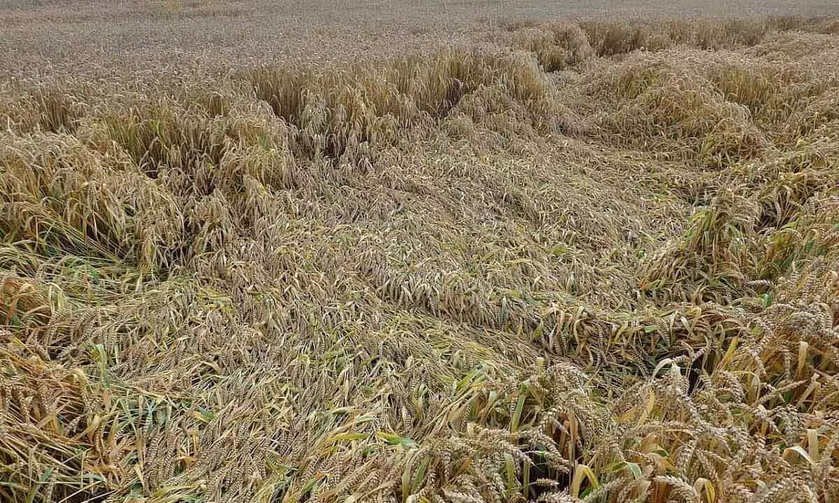 Over 5.23 lakh hectare wheat crop destroyed