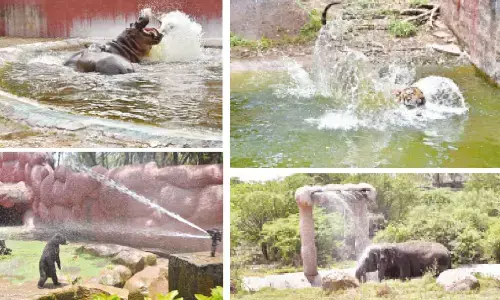 Hyderabad: City Zoo takes steps to beat the heat