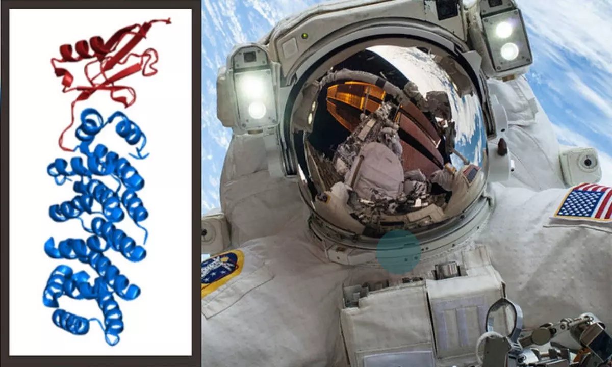 Scientists find how microgravity in space can alter human cells