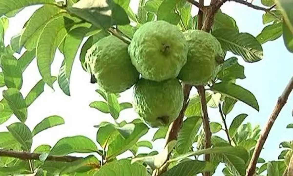 Thai variety guavas pip apple in price