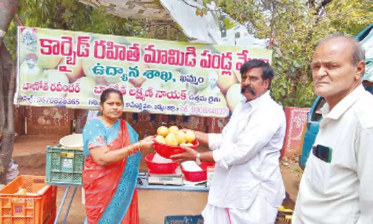 District horticulture officer Anasuya visited the carbide-free mangoes mela run by farmers Banoth Laxman  Naik and his son Ravinder in Khammam