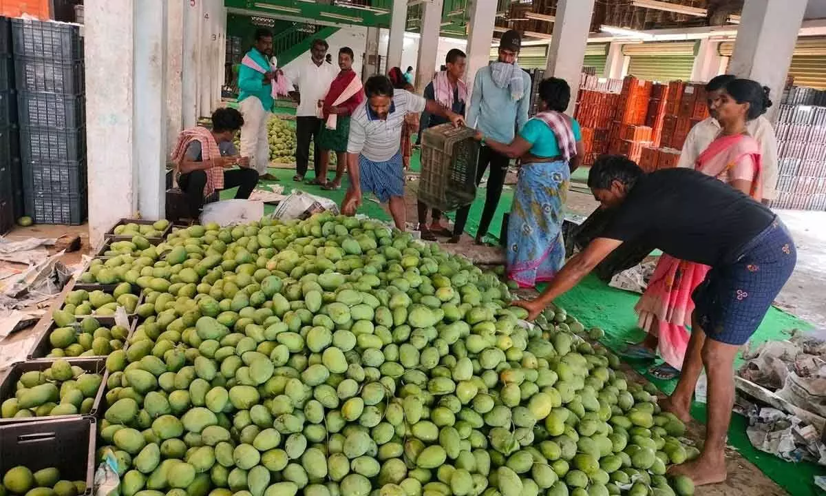 Mangoes at Nunna market in Vijayawada