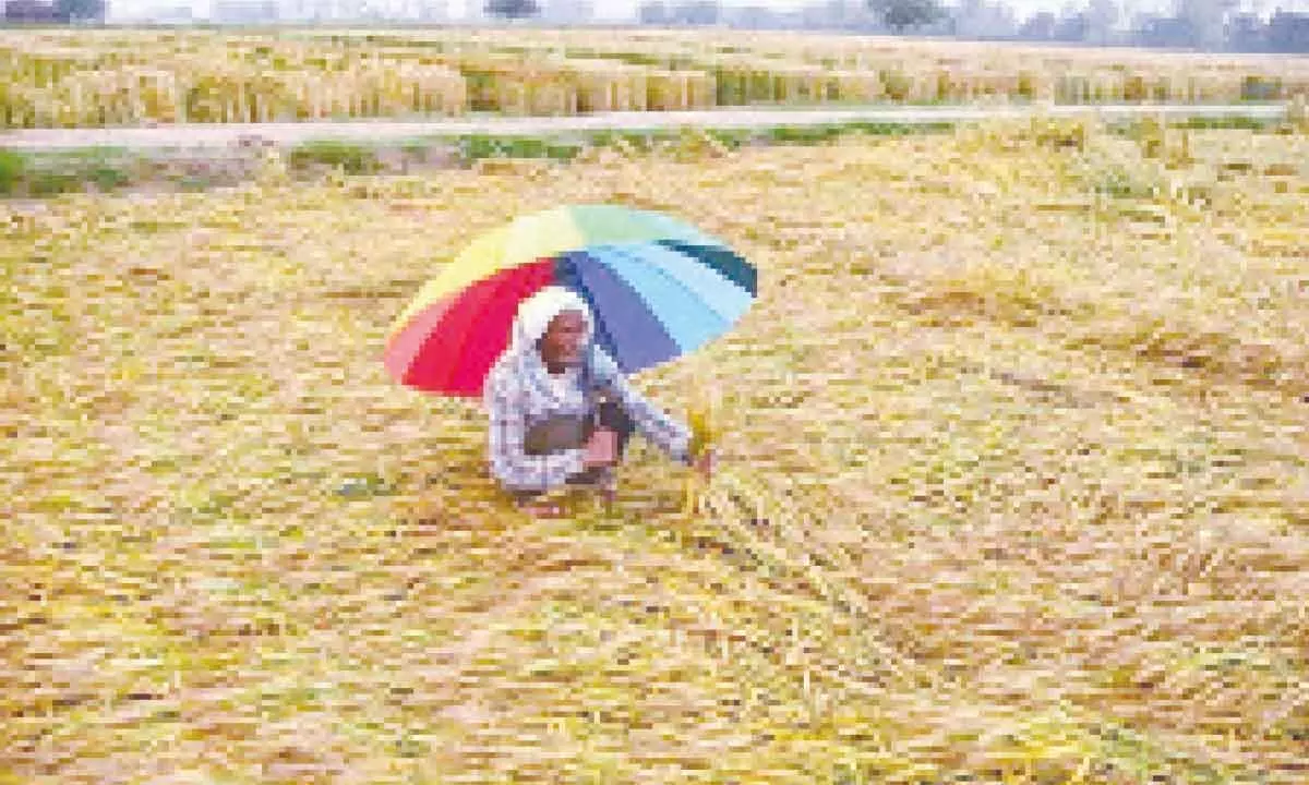 SAD chief Sukhbir Singh Badal seeks Rs 50K/acre compensation for crop loss