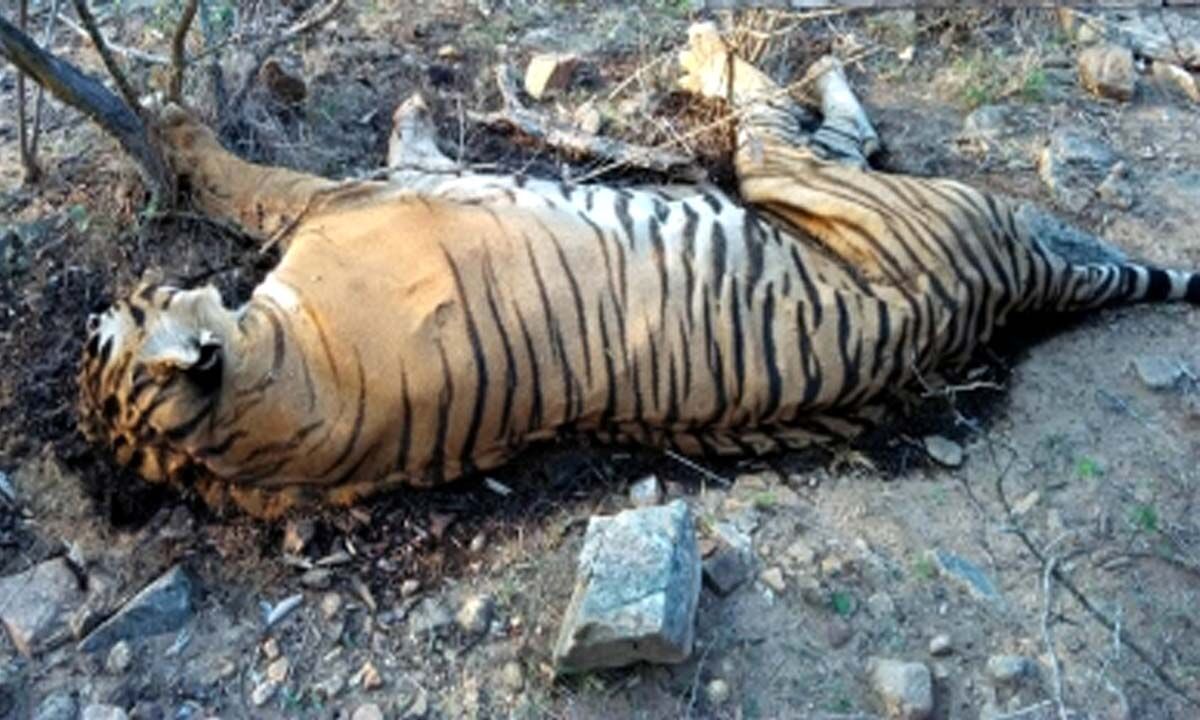 Royal Bengal Tiger Dies At Hyderabad Zoo