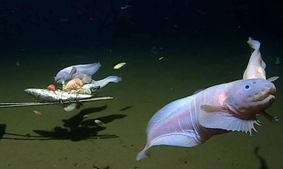 Guinness certifies worlds deepest fish found