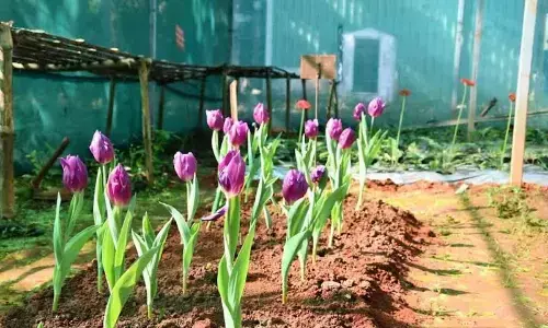 A variety of tulips grown at RARS in Chintapalli on an experimental basis