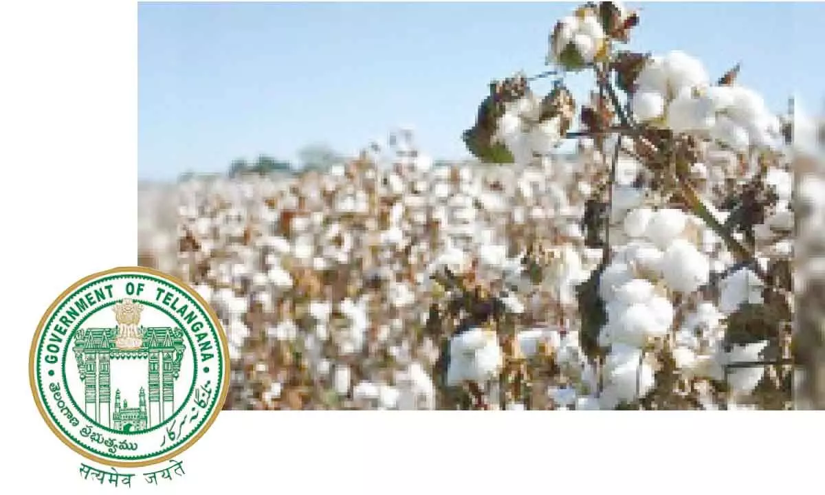 Telangana State emerges as 3rd largest cotton producer in India