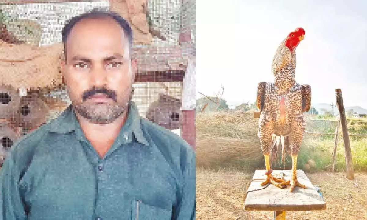 Syed Basha; Parrot beak Parla variety Aseel breed cock which won 3rd spot in beauty