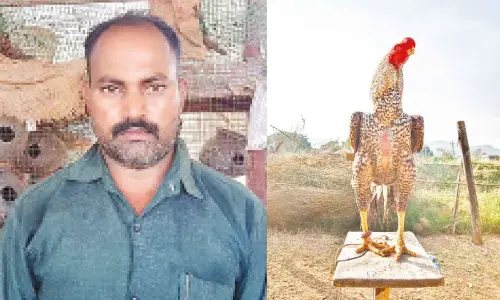 Syed Basha; Parrot beak Parla variety Aseel breed cock which won 3rd spot in beauty