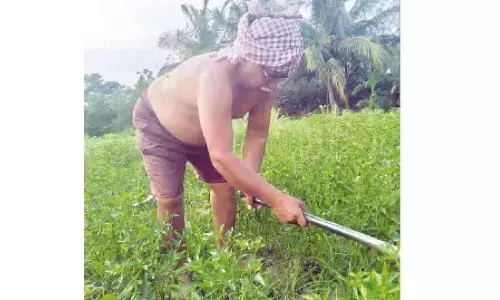 Tomato farmers upset with poor returns