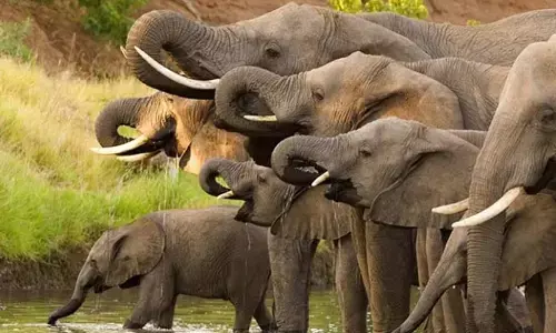 Thirty Years of Project Elephant