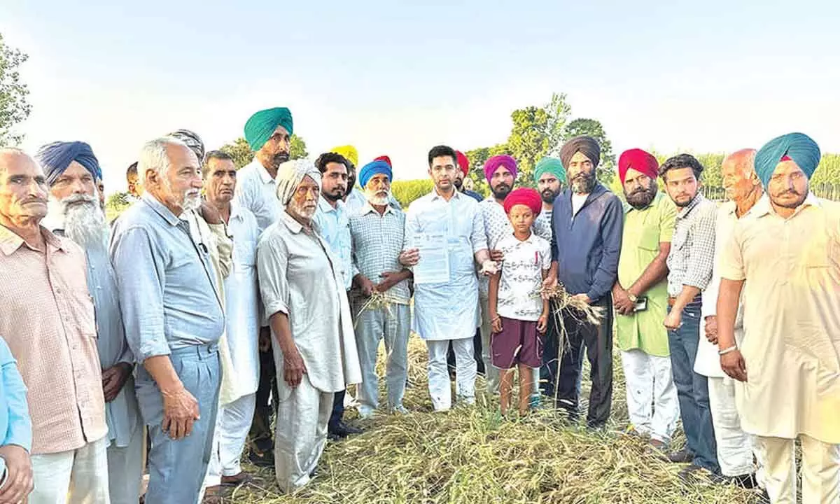 Chadha reviews crop damaged in Punjab, writes to Centre for Compensation