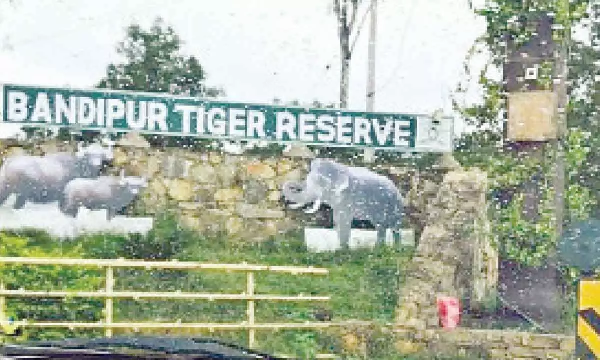 Bandipur has become worlds top tiger habitat