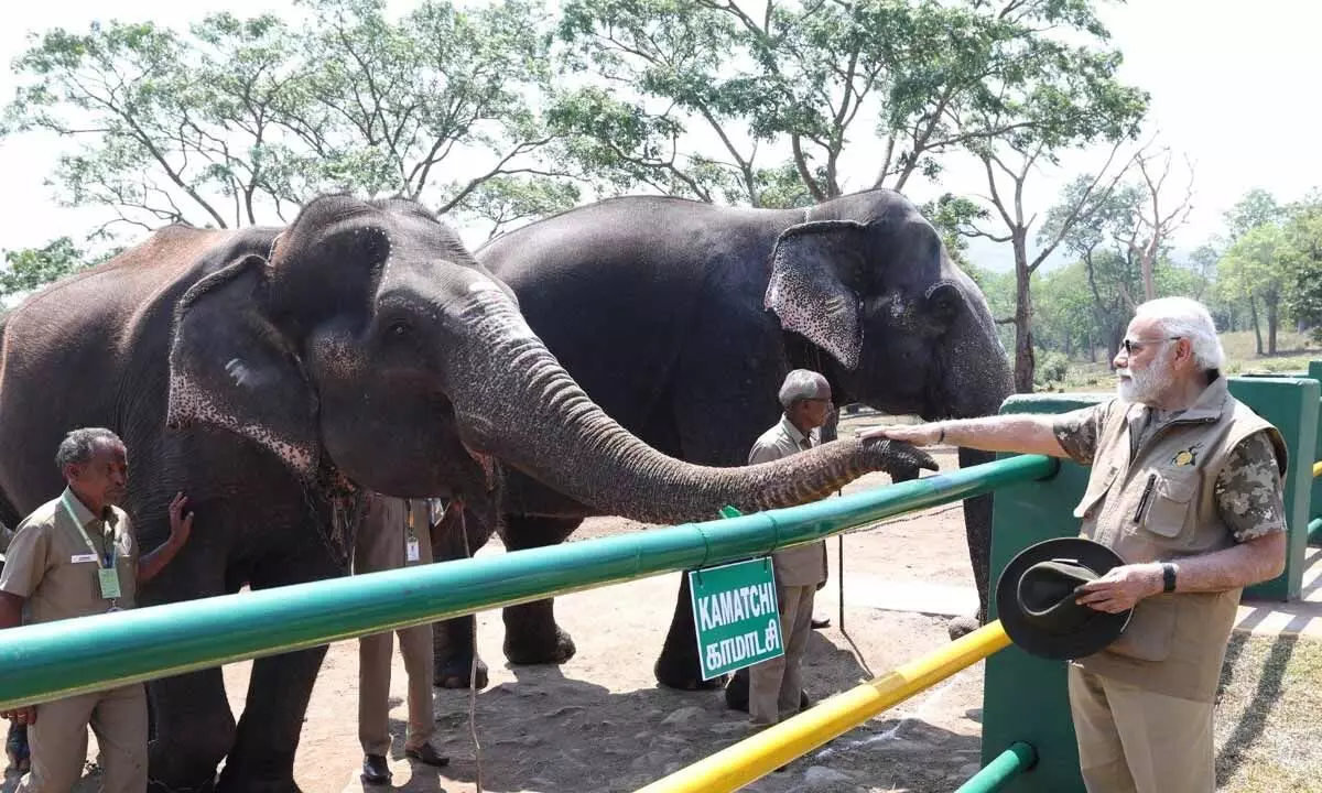 PM Modi visits Theppakadu elephant camp, interacts with Bomman and Bellie