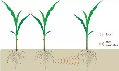 Plants under stress found to emit sounds characteristic of stress