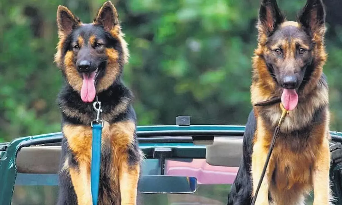 Bengaluru: State forest to get protection from German Shepherd dogs