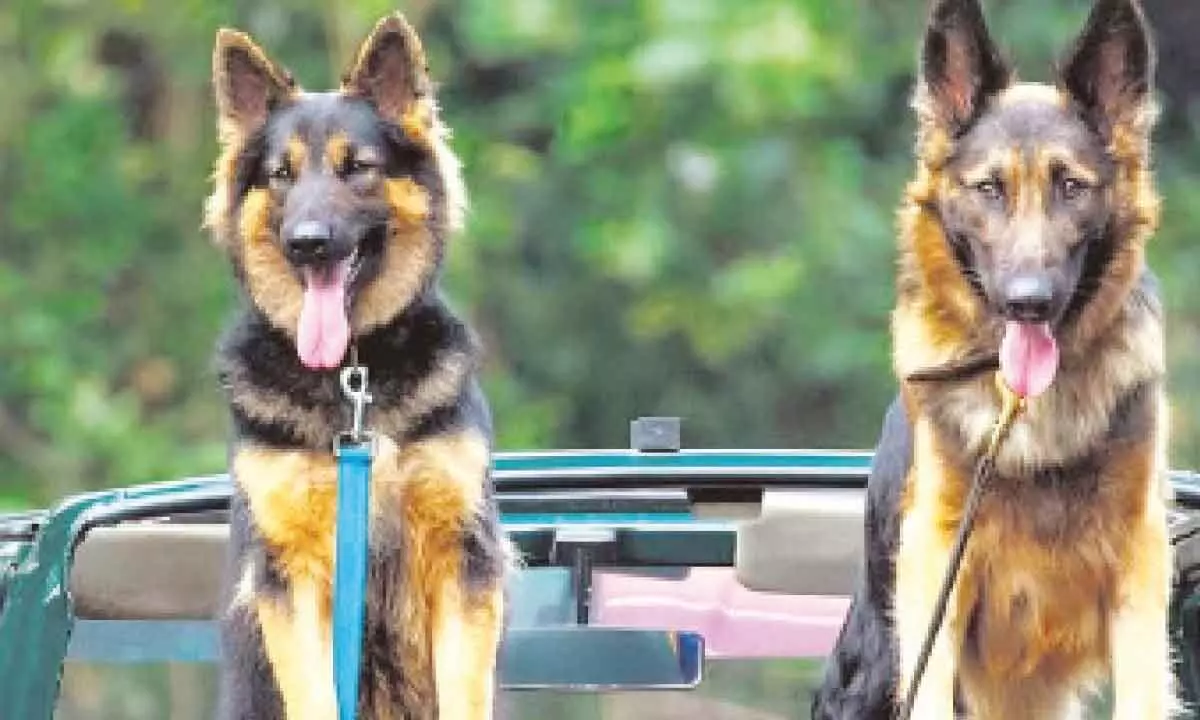 Karnataka: State forest to get protection from German Shepherd dogs