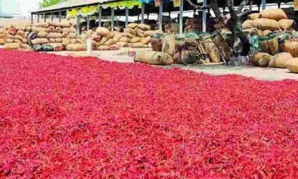 Guntur Mirchi Yard receives huge stocks of red chillies