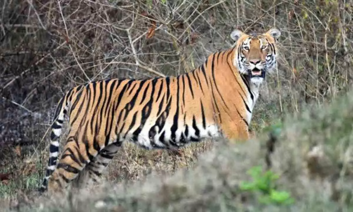 Bandipur tiger reserve rated second in country